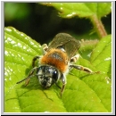 Andrena haemorrhoa - Sandbiene w03.jpg